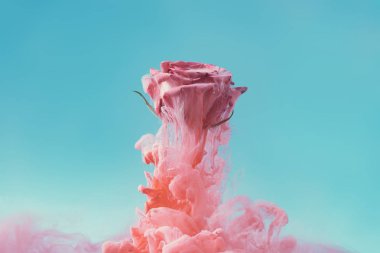 Pembe pastel mürekkepli çiçek gül, yaratıcı soyut yaz Bloom kavramı 
