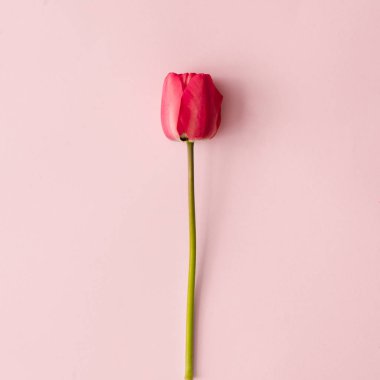 Pastel pembe arka planda bahar lale çiçeği ile yapılan yaratıcı düzen. Minimal doğal kompozisyon 
