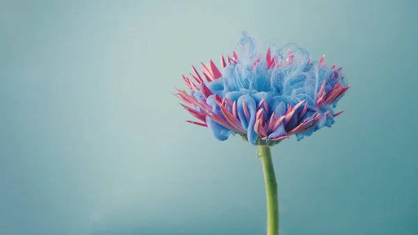 Fleur Rose Marguerite Encre Bleu Pastel Concept Créatif Abstrait Fleur — Photo