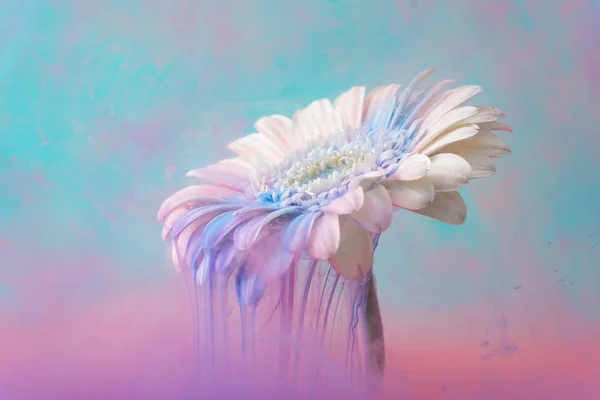 Fleur Marguerite Blanche Encre Bleu Pastel Rose Concept Créatif Abstrait — Photo