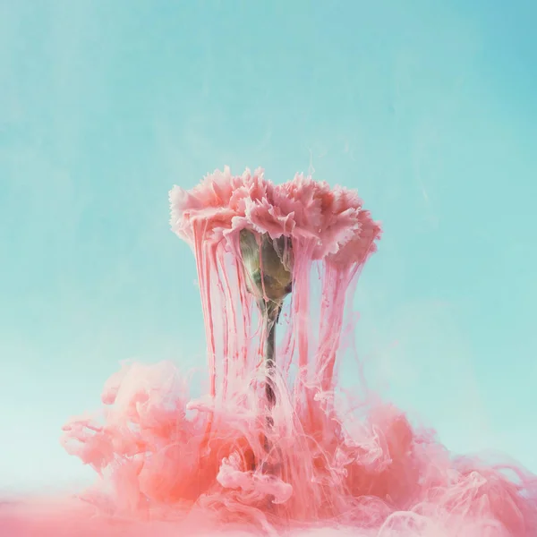 ピンクのカーネーションの花とパステルインク クリエイティブな抽象夏ブルームコンセプト — ストック写真