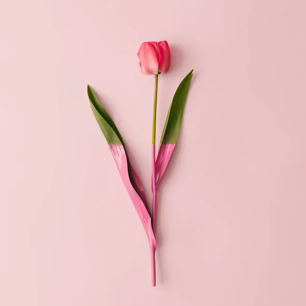 Creative Layout Made Spring Tulip Flower Dipped Paint Pastel Pink — Stock Photo, Image