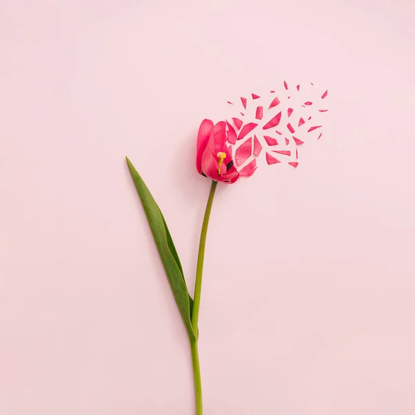 パステルピンクの背景に爆発赤いチューリップの花で作られた創造的なコンセプト 最低の自然な構成 — ストック写真