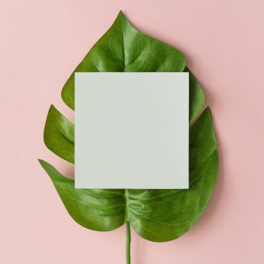 Pastel pembe arka planda Monstera yaprak ve kağıt kartı notu ile yapılan yaratıcı düzeni. Minimal doğal kompozisyon 
