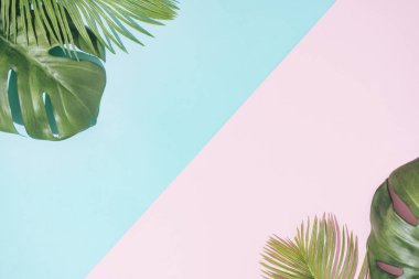 Pastel pembe ve mavi arka planda tropikal palmiye yaprakları. Minimal yaz konsepti 