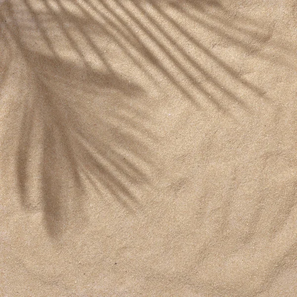 Sommer Strand Tagsüber Szene Mit Tropischen Palmenblättern Schatten Auf Sand — Stockfoto