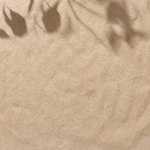 Escena Diurna Playa Verano Con Hojas Palma Tropical Sombras Sobre —  Fotos de Stock