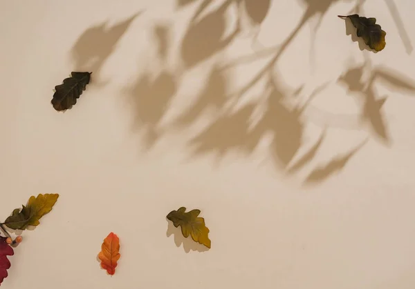 Fall Scene Background Colorful Leaves Shadows Minimal Nature Seasonal Concept — Stock Photo, Image