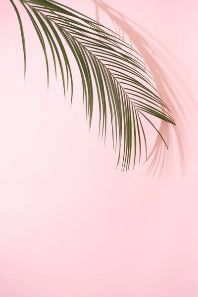 Letní Scéna Plážové Pláže Tropickým Palmovým Listem Stínem Růžovém Pozadí — Stock fotografie