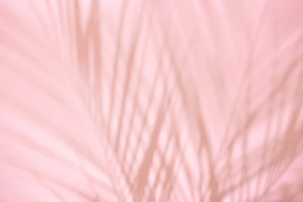 Sommer Strand Tag Szene Mit Tropischen Palmblatt Schatten Auf Rosa — Stockfoto
