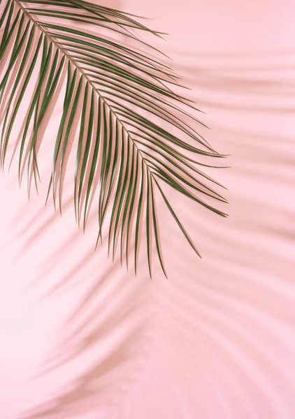 夏季海滩日场景与热带棕榈叶和粉红色背景的阴影 最小的阳光热带布置 — 图库照片
