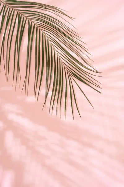 ピンクの背景に熱帯ヤシの葉と影と夏のビーチの日のシーン 最小限の日光熱帯の配置 — ストック写真
