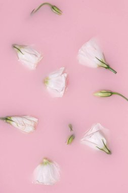 Pembe sütle güllerin olduğu bir yaz sahnesi. Güneş ve gölgeler. Asgari doğa arkaplanı.