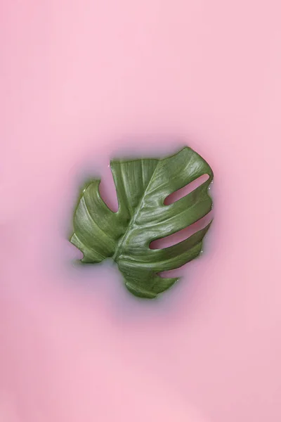 Літня Сцена Зеленим Листом Монстрів Рожевому Молоці Тропічне Сонце Тіні — стокове фото