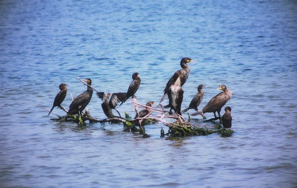 Skupina Mořských Ptáků Větve — Stock fotografie
