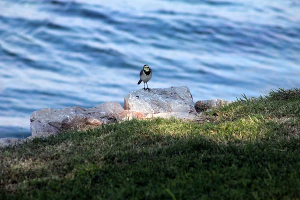 White Wagtail Bird Está Nas Rochas — Fotografia de Stock