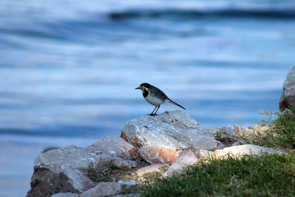 White Wagtail Bird Está Las Rocas —  Fotos de Stock