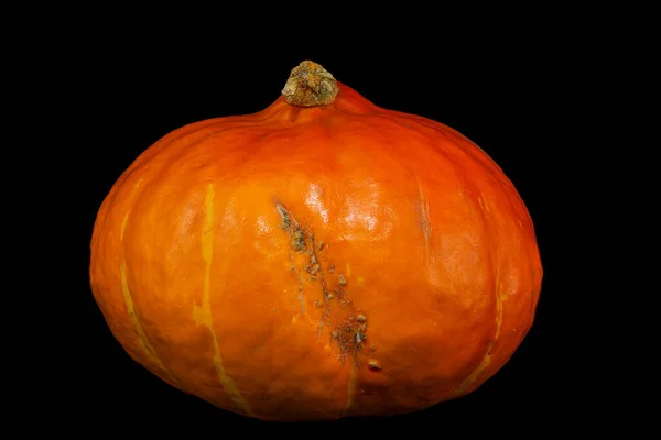 Vibrant Orange Pumpkin Close-Up , Moody Pumpkin on a Black Background. High quality photo