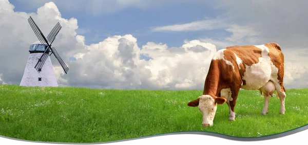夏天在乡下的草地上的奶牛 — 图库照片