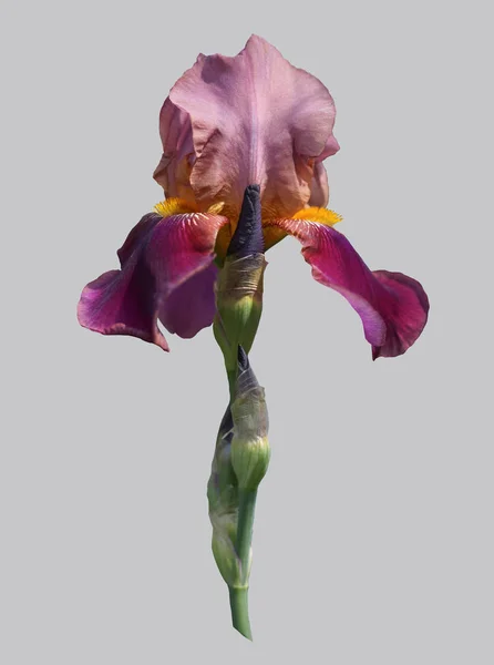 Açılan Iris çiçeği