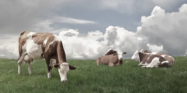 奶牛在农场的牧场上吃草 — 图库照片