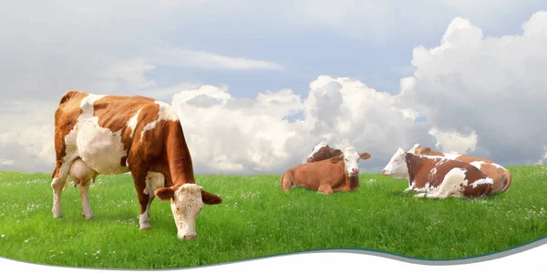 Vacas Leiteiras Pastando Uma Fazenda Prados Campo Imagem De Stock