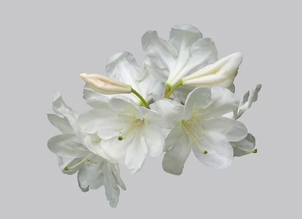 Flores Florecientes Rododendro Sobre Fondo Blanco Aislado —  Fotos de Stock