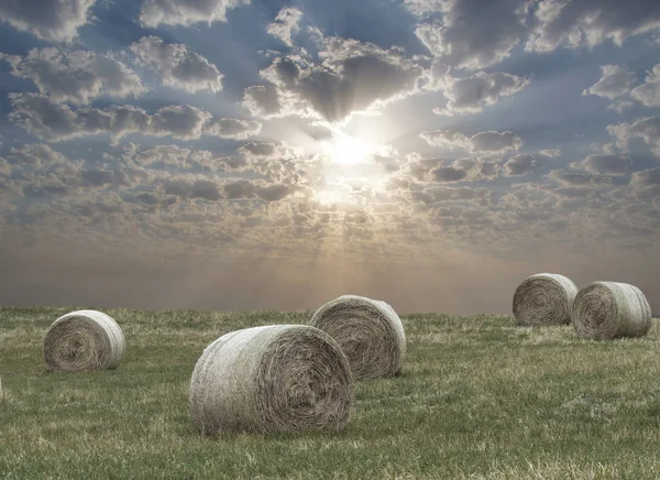 Rural fields with collected hay at sunset of the day.