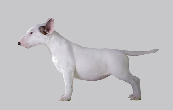 boğa korkunç köpek yavrusu.