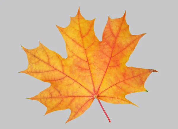 Yellow Maple Leaf — Stock Photo, Image