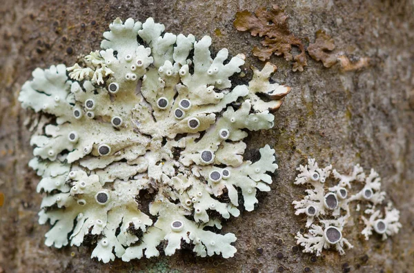 Pianta Lichene Sulla Corteccia Albero Crescita — Foto Stock