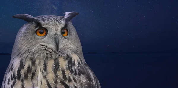 The bird of prey owl against the night sky