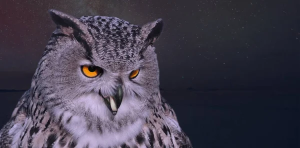 Портрет Хищной Птицы Совы Ночном Небе — стоковое фото