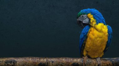 Bir dalda oturan papağan kuşu.