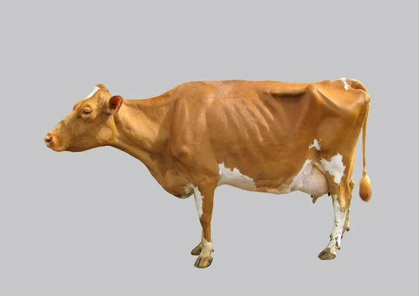 Jeune vache laitière . — Photo