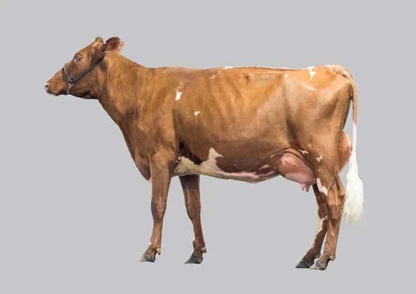Fiatal tejelő tehén. — Stock Fotó