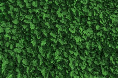 Bir bitkinin dökmeyen yapraklarından doku.