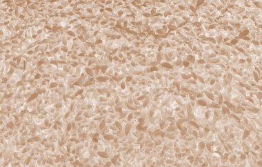 Dekoratif yaprak dökmeyen çalı.