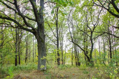 Avrupa sonbahar ormanı.