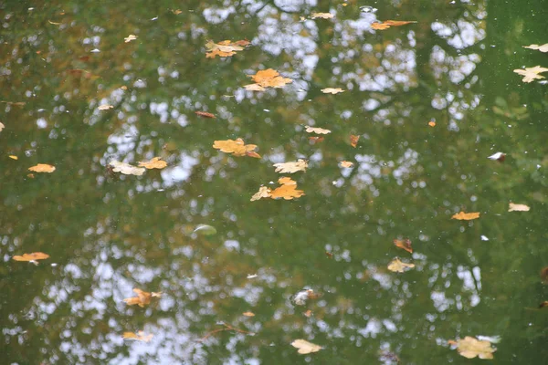 Autumn, abandoned pond — Stock Photo, Image