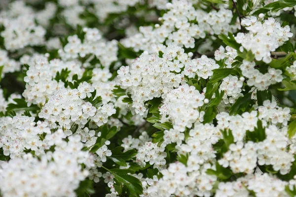 Biancospino Fiorito Primavera Giardino — Foto Stock