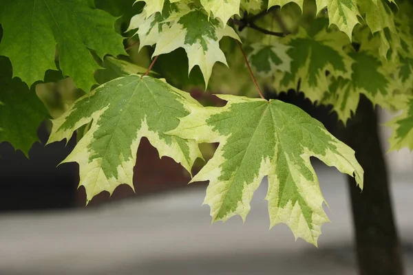 Foglie Acero Bianco Sui Rami Parco Estivo — Foto Stock