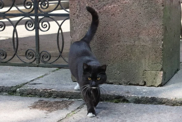 Gato Negro Sin Hogar Camina Por Calle — Foto de Stock