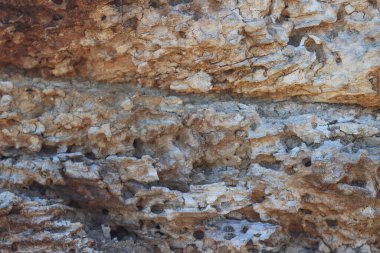 Böcek kabuğu tarafından yenen ağaç kabuğu.