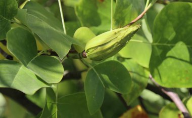 Bir bitkinin dallarında bir lale ağacı tomurcuğu..