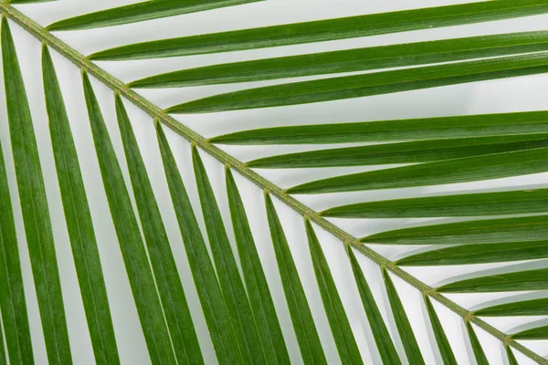 green leaf of palm tree, on a white background, close-up