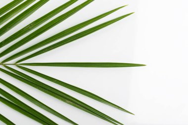 açık bir arka plan yakın çekim yeşil palmiye frond üst