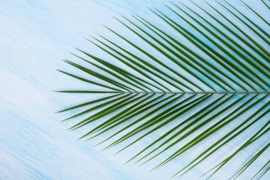 mavi arka plan üzerinde yeşil palmiye dalı, yakın çekim