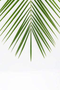 yeşil ağaç dalı hafif bir arka plan üzerinde yatıyor, üst görünümü yakın çekim