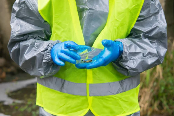 scientist in yellow protective vest, uniform and gloves, closes the Petri dish, after collecting materials, close-up